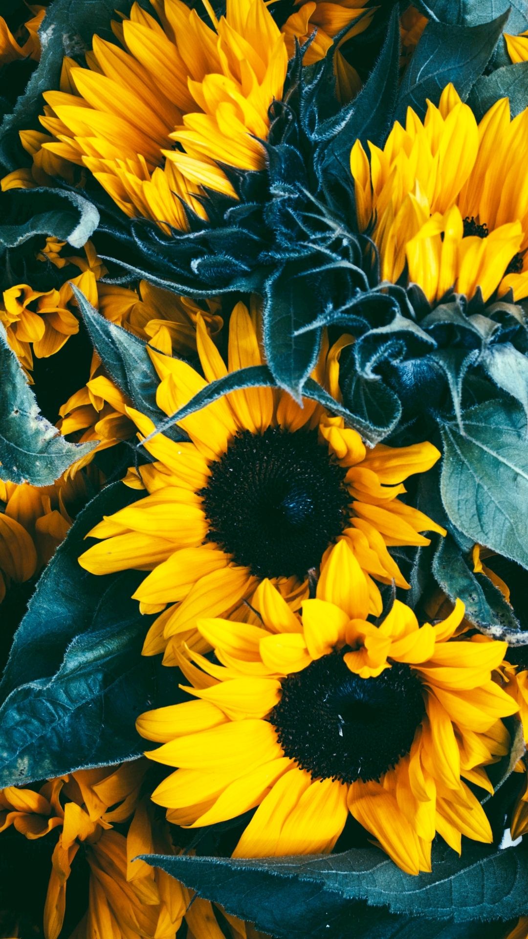 free flower wallpapers for phones