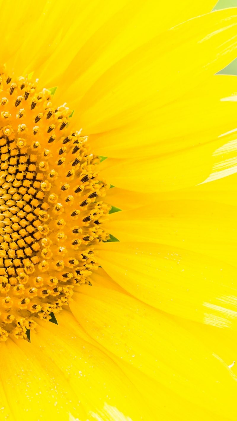 100 Free Flower Wallpapers For Phones The XO Factor