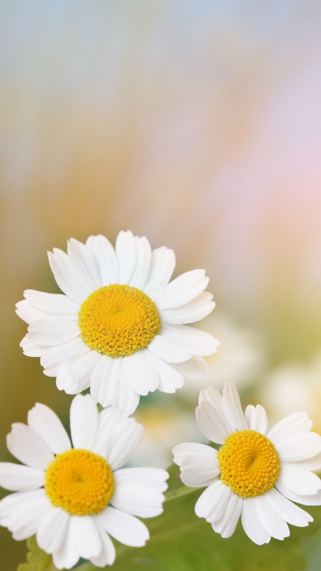 Daisy flower backgroundphone wallpaper  HD Mobile Walls