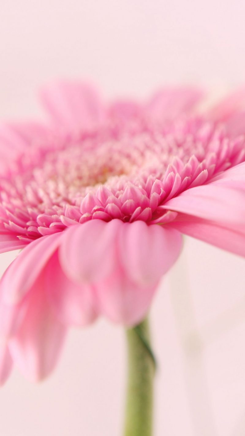 100 Pretty Pink Wallpapers For Phone The XO Factor