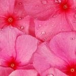 100 Pretty Pink Wallpapers For Phone