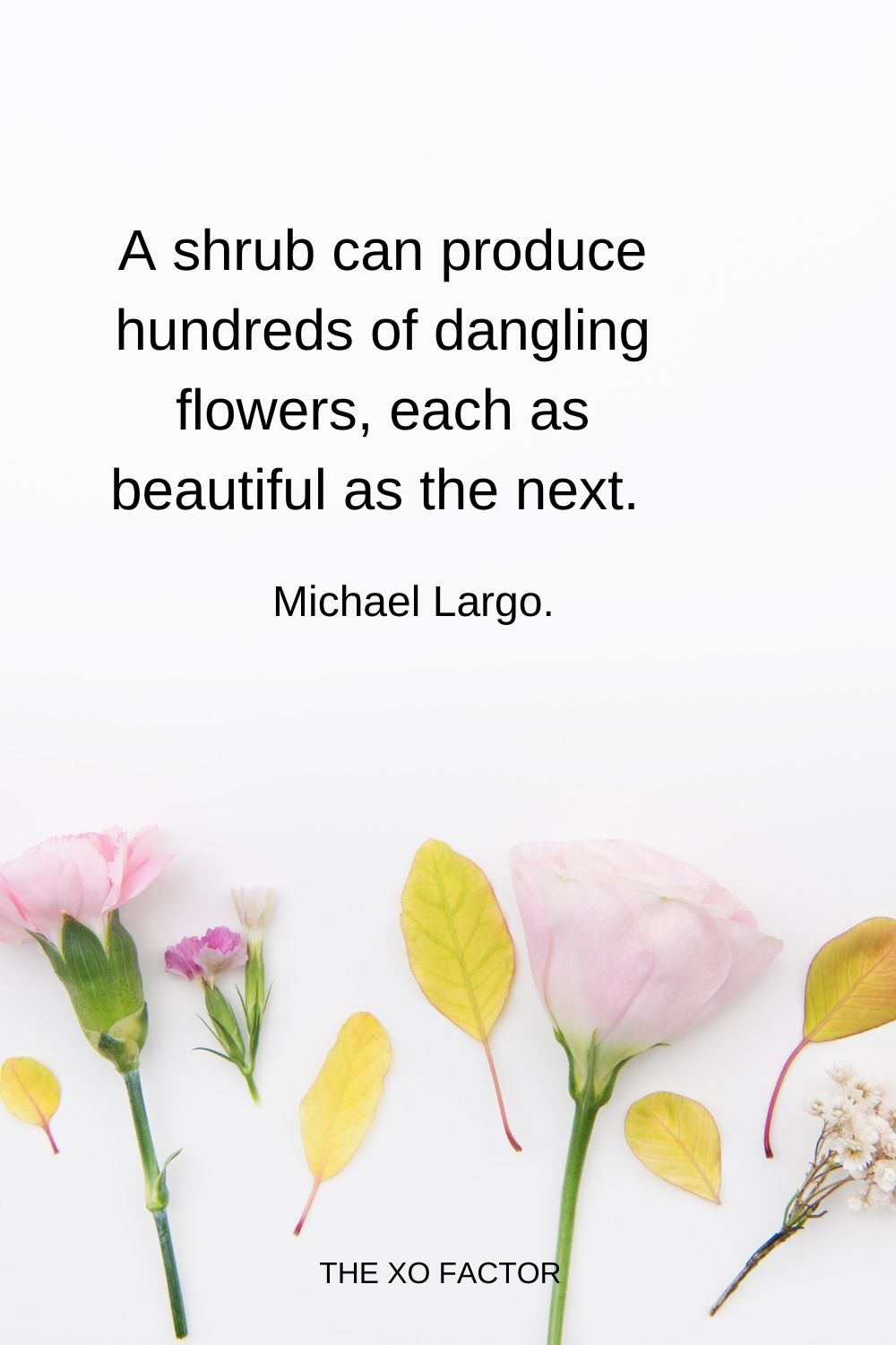 A shrub can produce hundreds of dangling flowers, each as beautiful as the next.  Michael Largo.