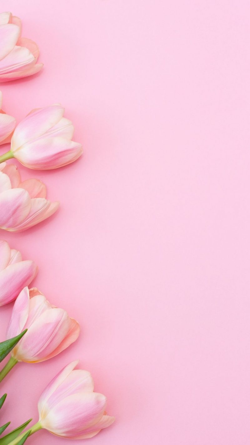 100 Pretty Pink Wallpapers For Phone The XO Factor