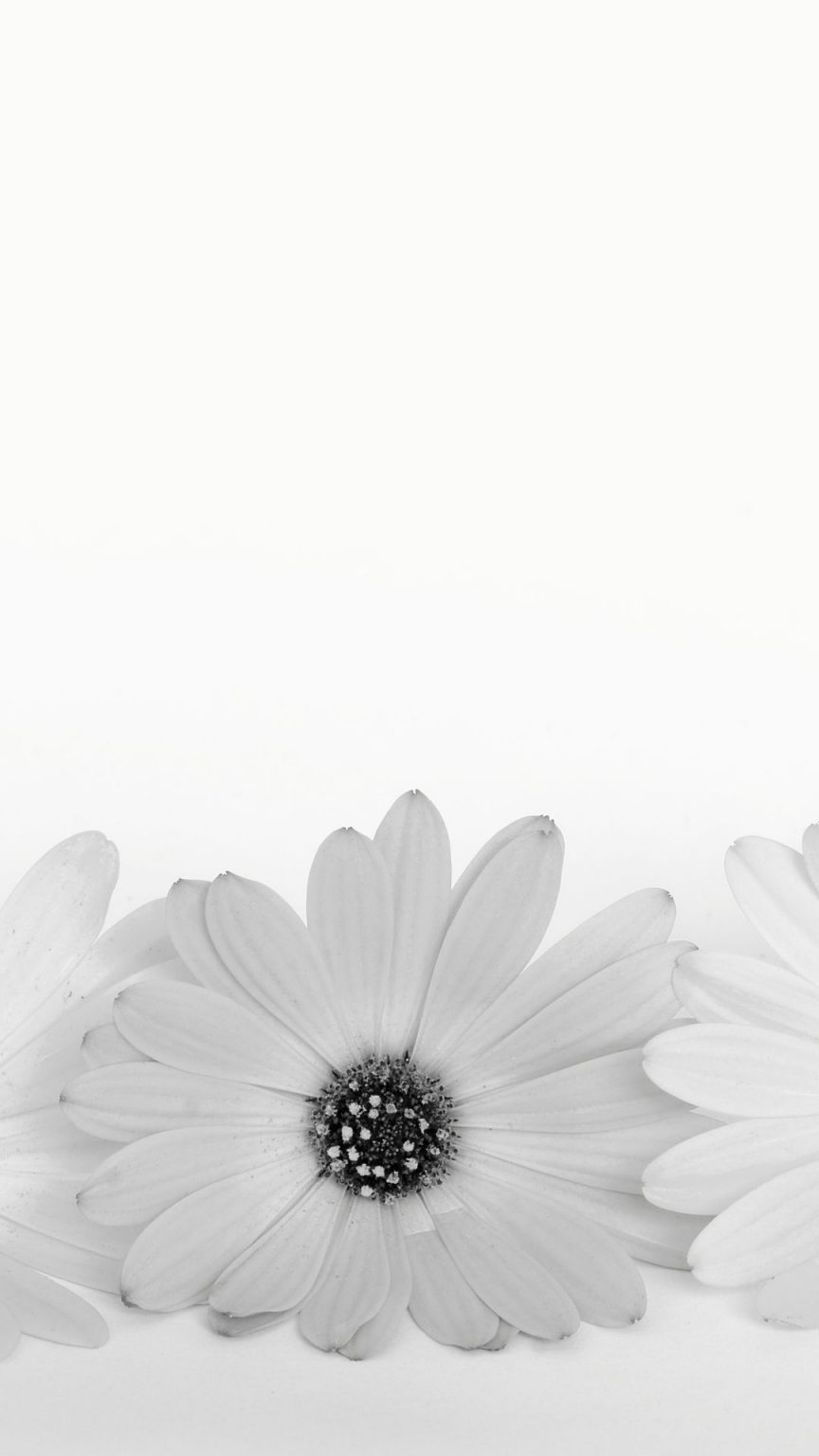 100 Beautiful Daisy Wallpapers For Phones The XO Factor