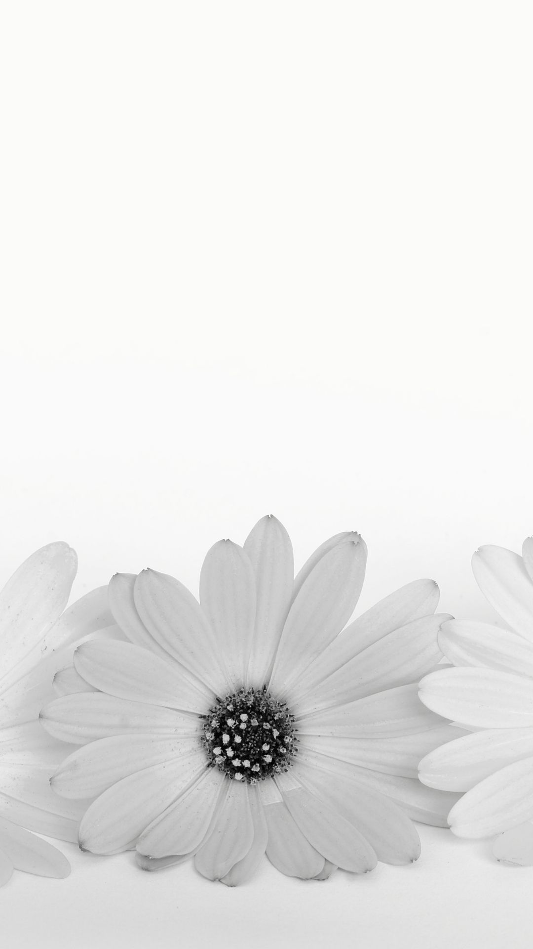 daisy wallpaper