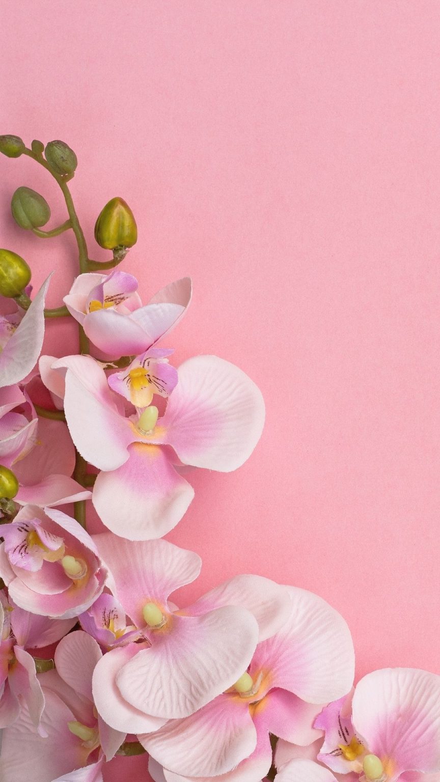 100 Pretty Pink Wallpapers For Phone The XO Factor