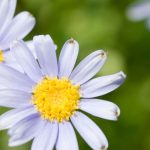 100 Beautiful Daisy Wallpapers For Phones