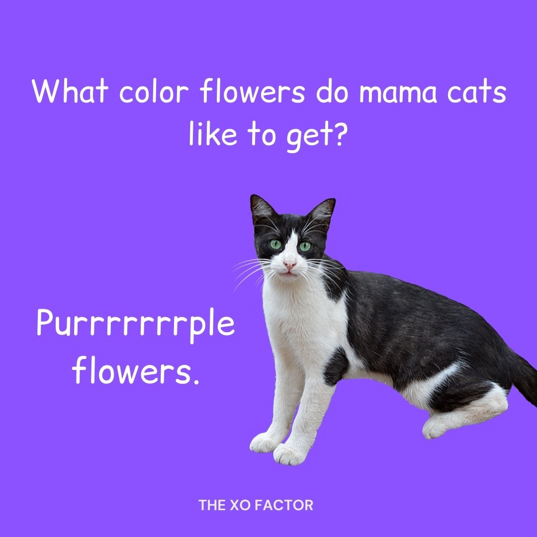 What color flowers do mama cats like to get? Purrrrrrrple flowers.
