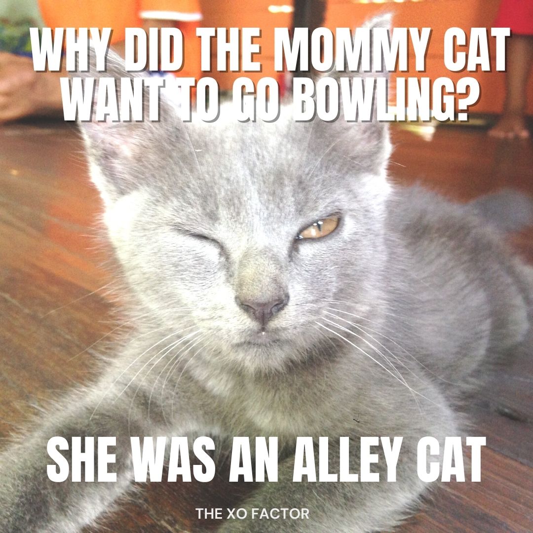 Why did the mommy cat want to go bowling? She was an alley cat. 